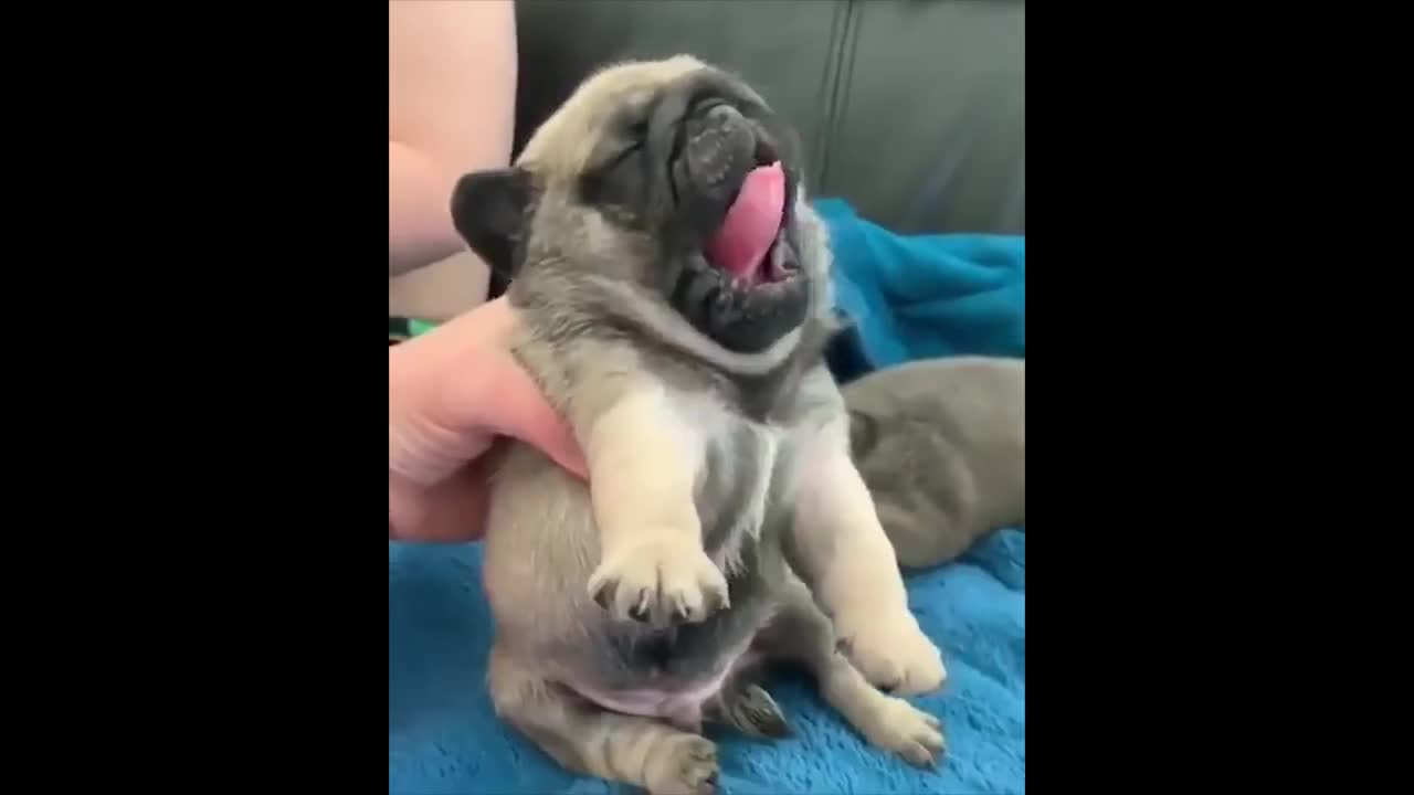 Funniest and Cutest Pug Dog Videos Compilation #2