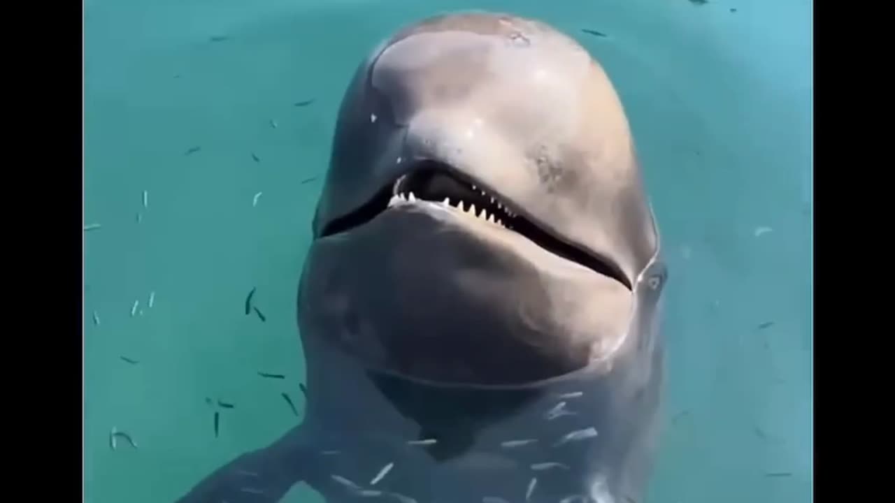 Feeding a dolphin when a monster appeared 😱😉😅