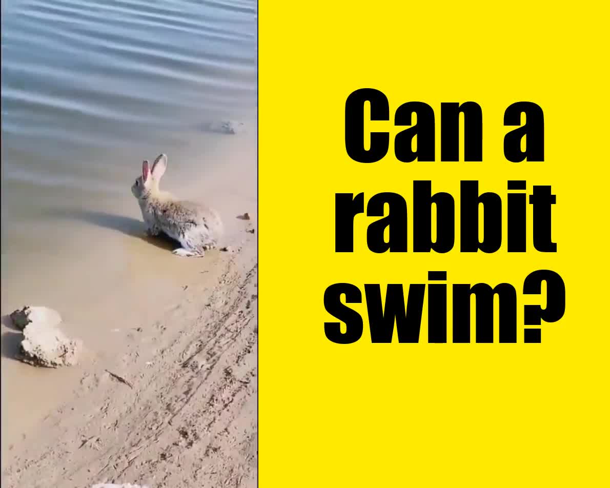 Can a rabbit swim?