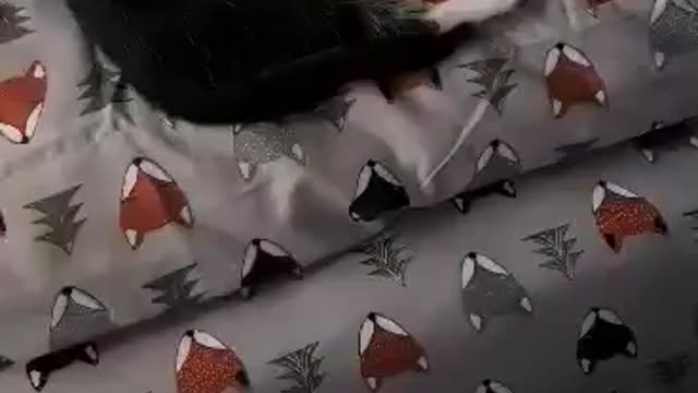 Kitty smells steak