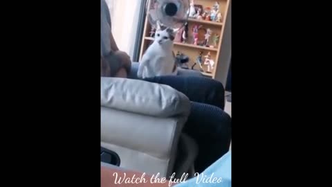 Video for cat funny