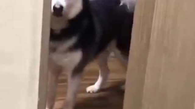 cute innocent Husky siberian Dog