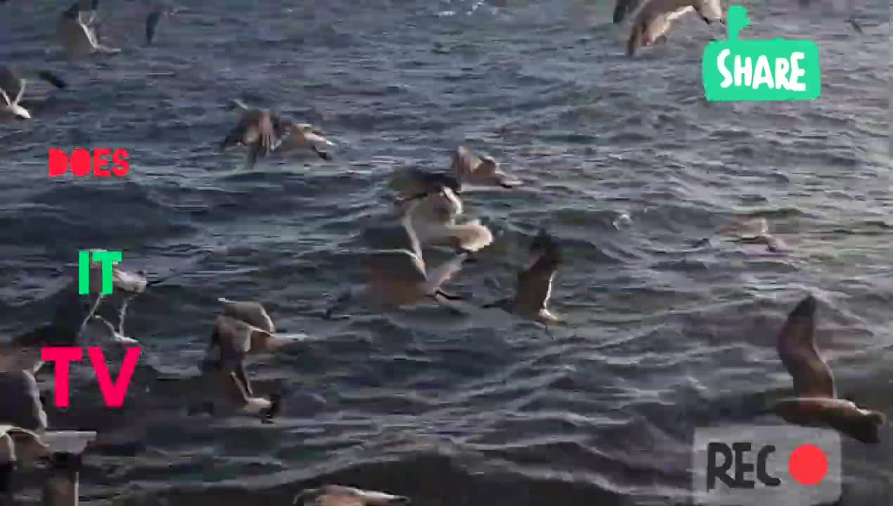 Feeding the birds