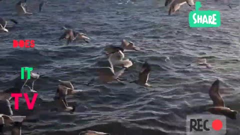 Feeding the birds