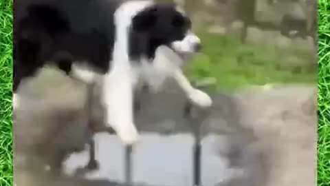 Dog Jackie Jan 😅🤣🥰
