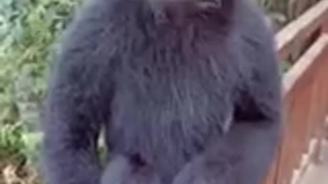 Funny animal