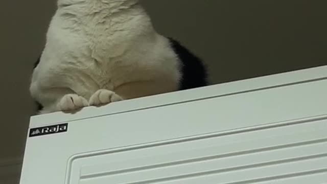 Cats like high places