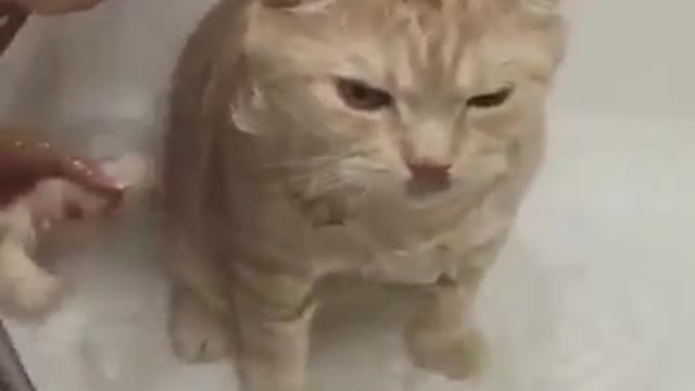 😻🐱👤🥰😍 So CUTE FUNNY VIDEO COMPILATION!!!!! 😂🤣FUNNY cat having a bath !!!!###