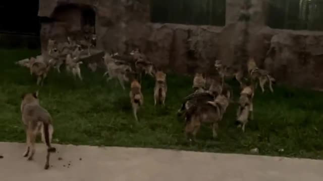 The wolves
