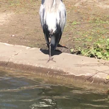 The brown pelican is a bird of the pelican family.