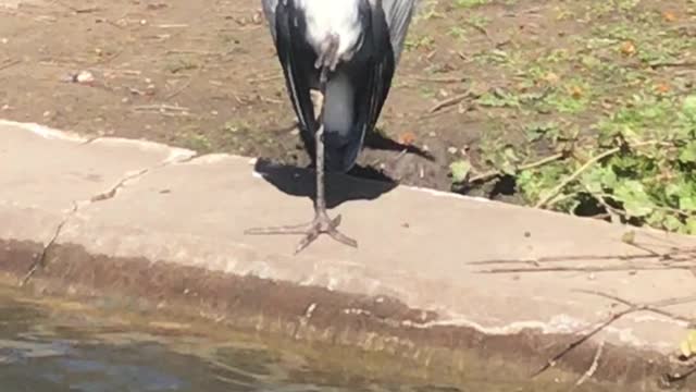 The brown pelican is a bird of the pelican family.