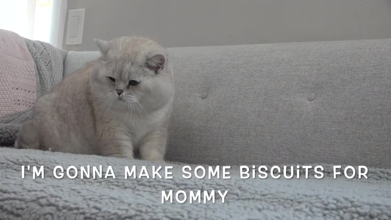 British Shorthair cat Apollo making biscuits and watching the Soap Bubbles show