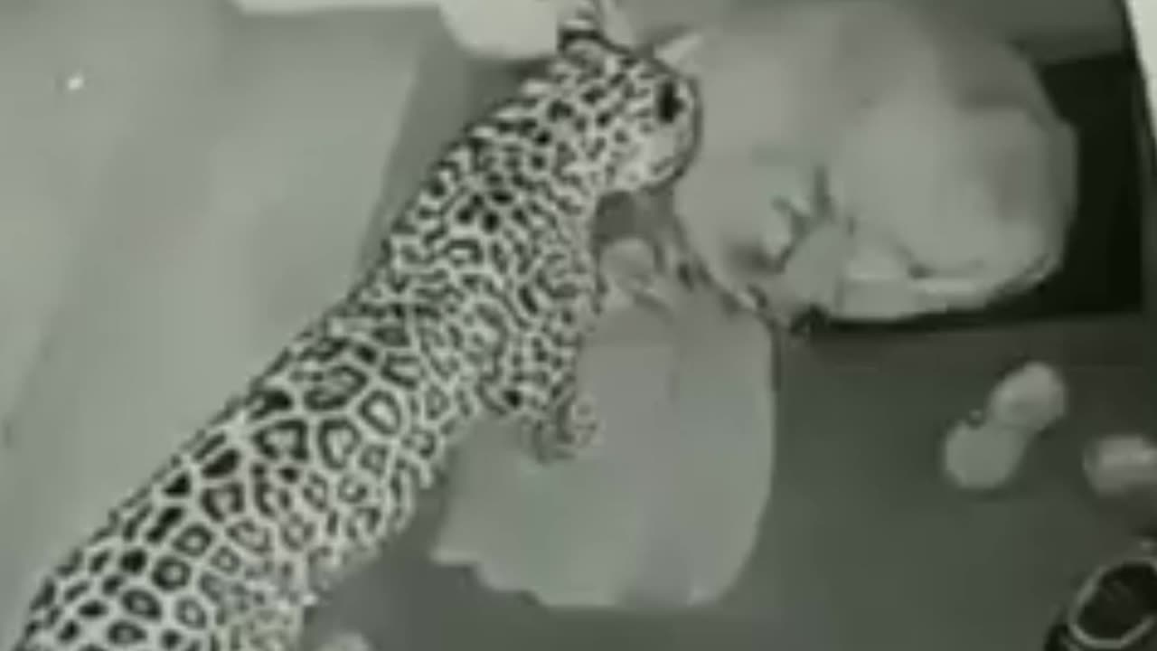 Leopard attack on dog at home