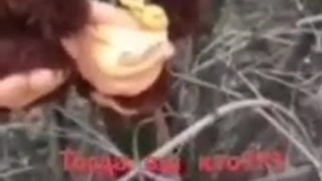 Ukrainian army drops toys with explosives
