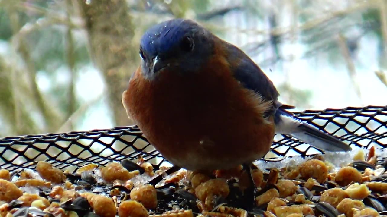 Bluebird