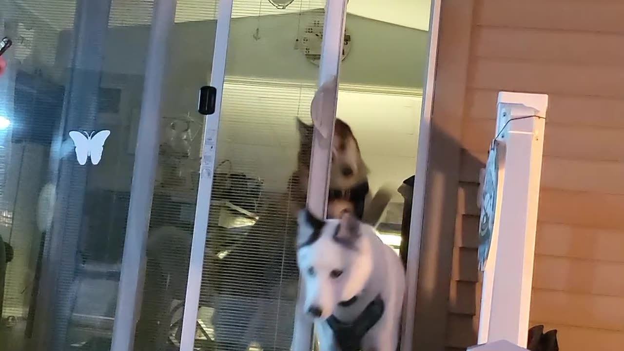 Huskies Want to Join the Party