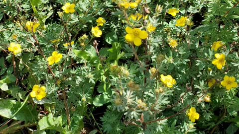 Marti's Meanders own Wildflower Festival in Crested Butte Colorado