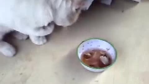 Bad cat steals my soup