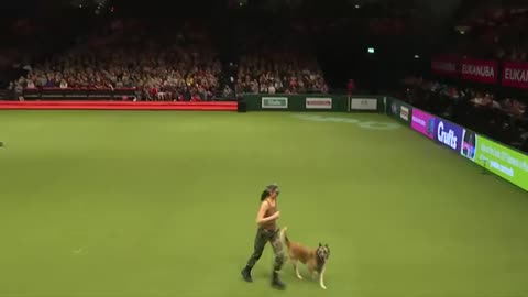 Amazing Dog Performs