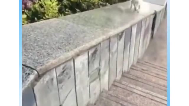 Dogs Being