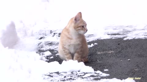 Mother cat asks for food for kittens