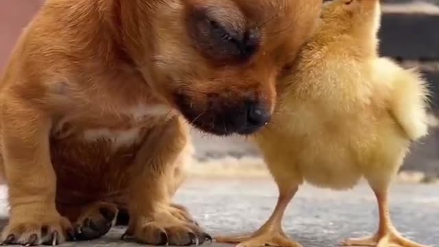 The chick sees the puppy sleepy and uses it as a pillow for the puppy