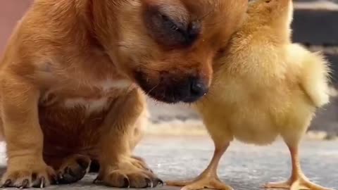 The chick sees the puppy sleepy and uses it as a pillow for the puppy