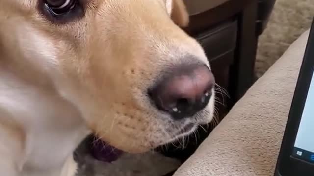 Funny Dog Video