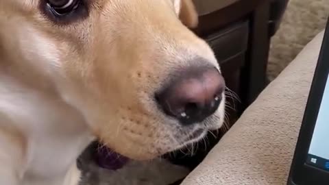 Funny Dog Video