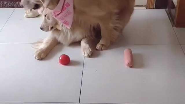 Super Funny Dog Videos!