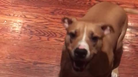 Brown dog jumps on owner when they mention leash