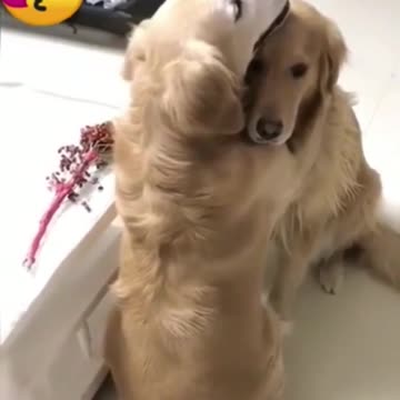 DOG SHARES LOVE WITH HER FEMALE COMPANION