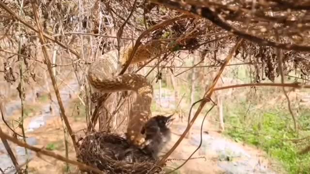 1. #CertainPointOfView : Isn't The Bird Just As Evil As The Snake?