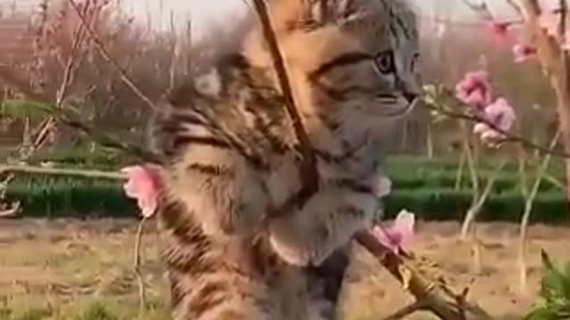 To make your Sunday happy