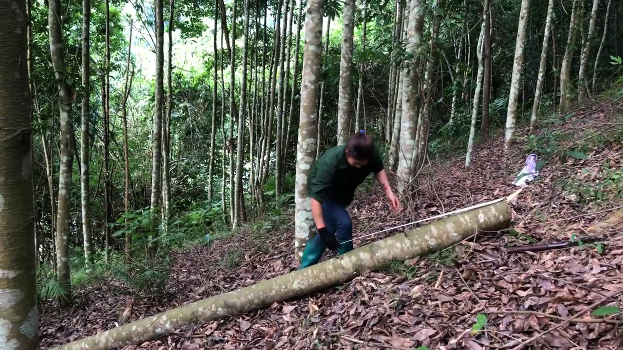 Cut down trees and frame houses - Building wooden house