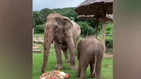 Adorable baby elephant destroys his grandmother’s cake in Thailand