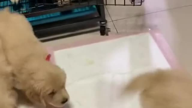Funny Cats and Dogs Videos, Cute Dogs, Cute Cats Compilation