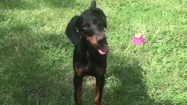 Doberman puppy hilarious head tilt