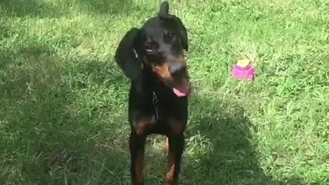 Doberman puppy hilarious head tilt