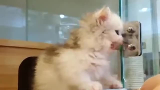 Cute Cat and Cute Kitten Video