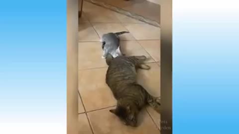 Top Funny Cat Videos Of The Weekly - Try Not To Laugh 145