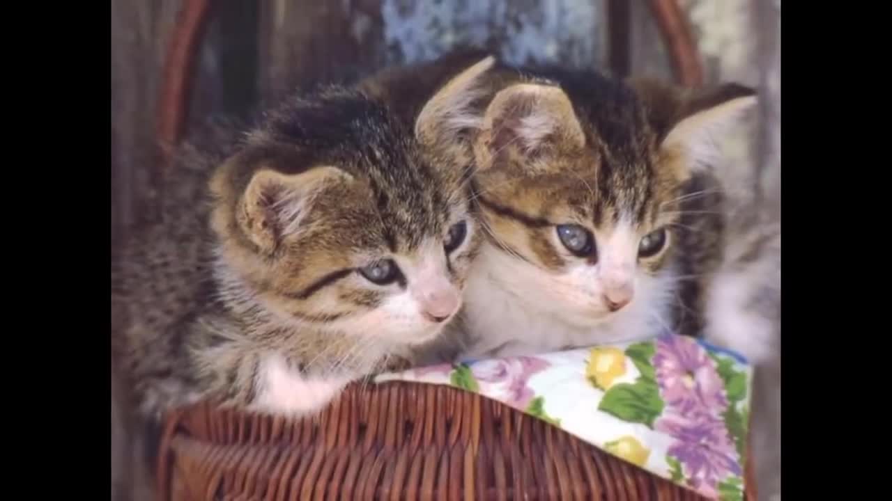 A group of pictures of dogs, cats, birds, eagles, animals, tigers and fish, do not miss 2021