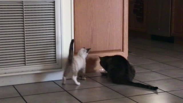 Kitten Wants to play, Cat doesnt