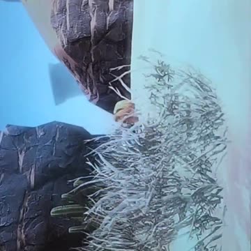 Videogame MAX 🎮🎮 🕹️ 🎮🎮