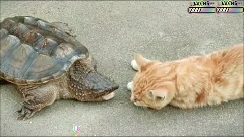 This crocodile turtle ambushed the cat