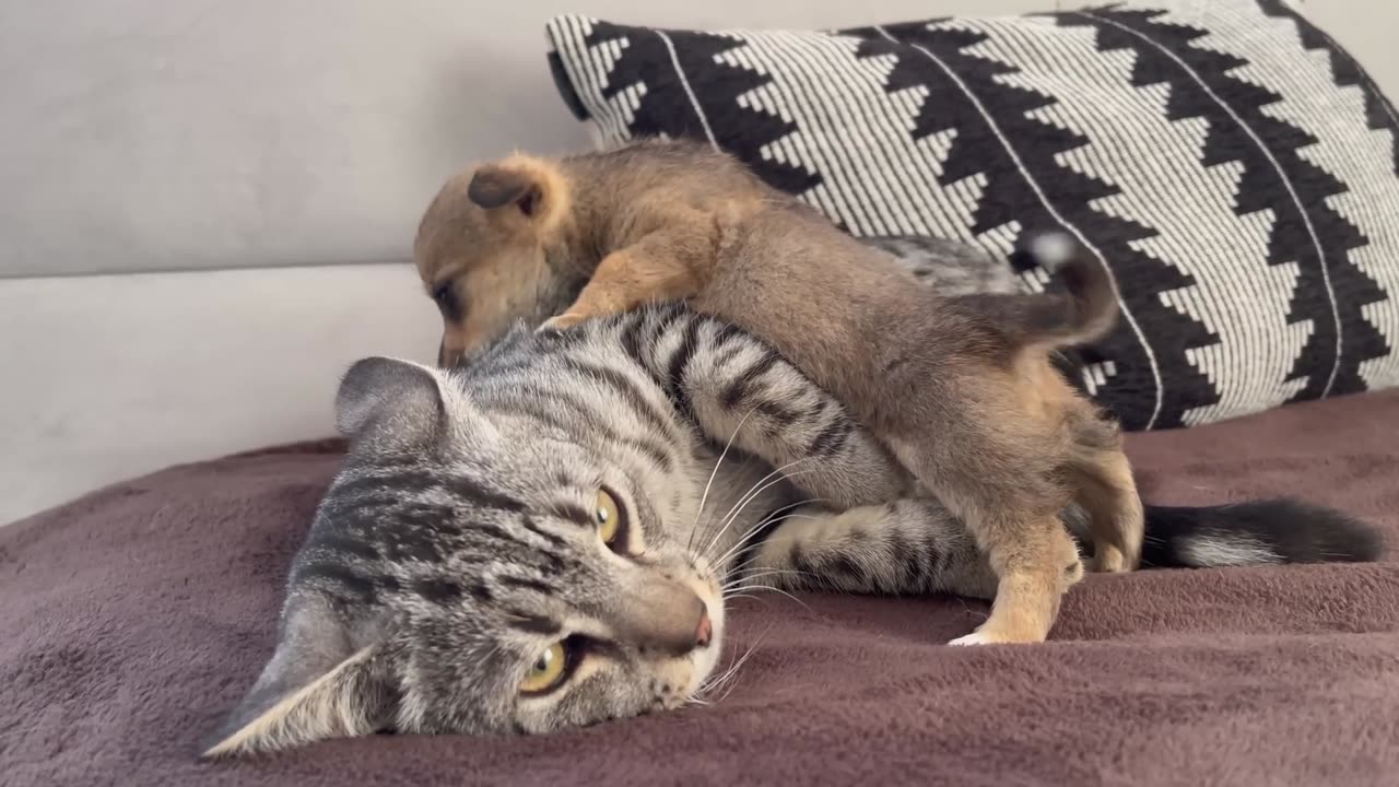 Funny Cat Reaction to Puppies [Kitty sees them for the First Time]