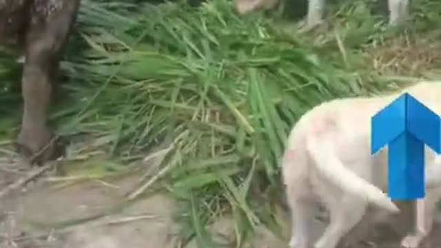 Labrador dog feed their pet carabao, good friends dog