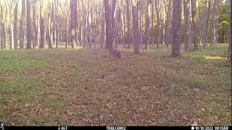 Bobcat walnut field