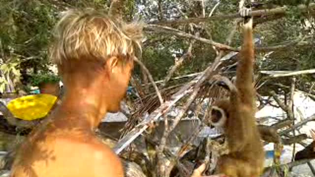 Funny monkey plays with hair