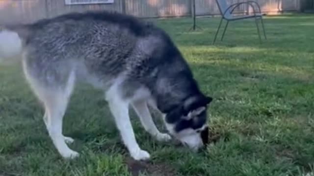 Dogs rely on the bathroom to bathe like, bathing outdoors is like fighting a war